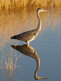 Grey Heron (Ardea Cinerea)  Etosha National Park  Namibia  Africa