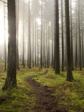 Trail Through the Woodland  Vashon Island  Washington State  USA