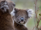 Koala (Phascolarctos Cinereus)  in a Eucalyptus Tree  Yanchep National Park  Australia