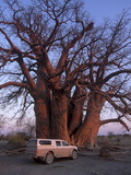 Chapman's Baobab  Makgadikgadi Pans National Park  Botswana  Africa