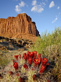 Claretcup Cactus (Echinocereus Triglochidiatus) and Butte  Canyon Country  Utah  USA
