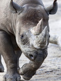 Black Rhino  South Africa  Africa