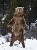 Grizzly Bear (Ursus Arctos Horribilis) Standing in the Snow  Near Bozeman  Montana  USA