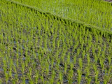 Rice Field  Kerobokan  Bali  Indonesia  Southeast Asia  Asia