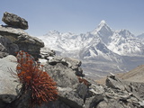 High Altitude Flowers  Ama Dablam in Background  Sagarmatha National Park  Himalayas