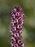 Elephant Heads (Little Red Elephants) (Pedicularis Groenlandica)  Shoshone National Forest  Wyoming
