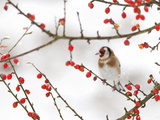 Goldfinch (Carduelis Carduelis) in Winter  Northumberland  England  Uk