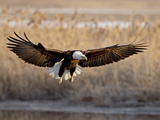 Bald Eagle (Haliaeetus Leucocephalus) in Flight on Final Approach  Farmington Bay  Utah  USA