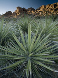 Yucca Plant  Joshua Tree National Park  California  United States of America  North America