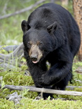 Black Bear (Ursus Americanus)  Jasper National Park  Alberta  Canada  North America