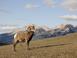 Bighorn Sheep (Ovis Canadensis) Ram in Its Environment  Jasper National Park  Alberta  Canada
