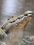 Nile Crocodile (Crocodylus Niloticus)  Kruger National Park  South Africa  Africa