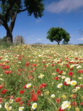 Spring Flowers  Majorca  Balearic Islands  Spain  Europe