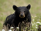 Black Bear (Ursus Americanus)  Alaska Highway  British Columbia  Canada  North America