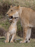 Lion (Panthera Leo) Female and Cub  Masai Mara  Kenya  Eat Africa  Africa