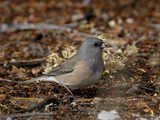 Pink-Sided Junco (Junco Hyemalis Mearnsi)  Abiquiu Lake  New Mexico