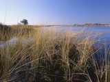 Lush Vegetation in Okavango Delta  Moremi Game Reserve  Okavango Delta  Botswana  Africa