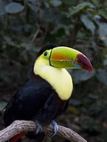 Keel-Billed Toucan (Rainbow-Billed Toucan)  Macaw Mountain Bird Park  Near Copan  Honduras