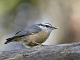 Female Red-Breasted Nuthatch (Sitta Canadensis)  Wasilla  Alaska  USA
