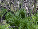 Forest After the Fire  Yanchep National Park  West Australia  Australia  Pacific
