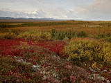Mount Mckinley With Tundra in Fall Color  Denali National Park and Preserve  Alaska  USA