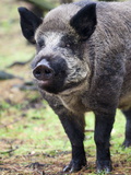 Wild Boar (Sus Scrofa)  Kent  England  United Kingdom  Europe