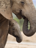Elephant (Loxodonta Africana) and Baby  Addo Elephant National Park  Eastern Cape  South Africa