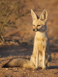Cape Fox (Vulpes Chama)  Kgalagadi Transfrontier Park  Northern Cape  South Africa  Africa