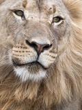 Male Lion (Panthera Leo)  Addo National Park  Eastern Cape  South Africa  Africa