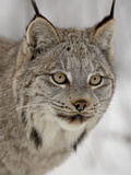 Canadian Lynx (Lynx Canadensis) in Snow in Captivity  Near Bozeman  Montana