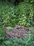 Red Fox (Vulpes Vulpes)  London  England  United Kingdom  Europe