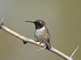 Black-Chinned Hummingbird (Archilochus Alexandri)  Sweetwater Wetlands  Tucson  Arizona  USA