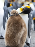 King Penguin and a Chick (Aptenodytes Patagonicus)  Gold Harbour  South Georgia  Antarctic
