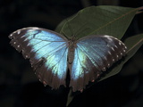 Blue Morpho Butterfly (Morpho Peleide)