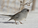 Slate-Colored Junco  a Dark-Eyed Junco  Roxborough State Park  Colorado