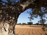 Olive Groves  Gabes  Tunisia  North Africa  Africa