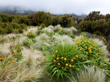 Yellow Bulbinella Rossii  Genus  Campbell Island  Sub-Antarctic  Polar Regions