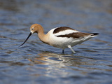 American Avocet (Recurvirostra Americana)  Belmar Historic Park  Lakewood  Colorado