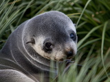 Antarctic Fur Seal (Arctocephalus Gazella)  Husvik Island  Antarctic  Polar Regions