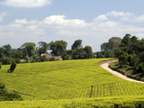 Tea Plantation  Mufindi  Tanzania  East Africa  Africa