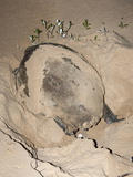 Loggerhead Turtle (Caretta Caretta)  Laying Eggs at Night  Banga Nek  Kwazulu Natal  South Africa