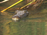 A Nile Crocodile (Crocodylus Niloticus) in Water  Moremi Wildlife Reserve  Okavango Delta  Botswana