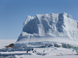 Adelie Penguins (Pygoscelis Adeliae) on An Ice Floe at Midnight  Southern Ocean  Antarctic