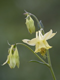 Yellow Columbine (Aquilegia Flavescens)  Glacier National Park  Montana