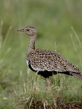 Male Black-Bellied Bustard (Eupodotis Melanogaster)  Kruger National Park  South Africa