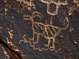 Bighorn Sheep Petroglyph  Petrified Forest National Park  Arizona  USA