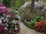 Azaleas and Rhododendrons  Isabella Plantation  Richmond Park  Richmond  Surrey  England  Uk