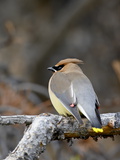 Cedar Waxwing (Bombycilla Cedrorum)  Banff National Park  Alberta  Canada  North America