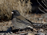 Oregon Junco (Junco Hyemalis Oreganus)  Abiquiu Lake  New Mexico