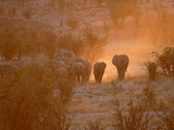 Elephants  Hwange National Park  Zimbabwe  Africa